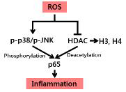 Inflammation pathway