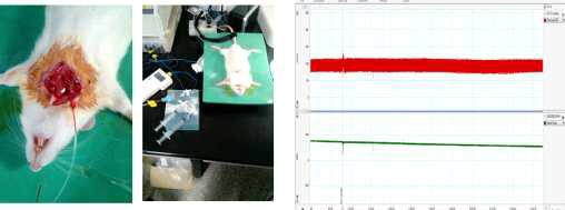 실험 동물의 혈압 측정을 위한 센서 고정 및 혈압, 심박수 측정