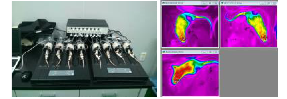 실험동물의 꼬리 혈압 측정 및 열화상카메라를 이용한 체온 측정