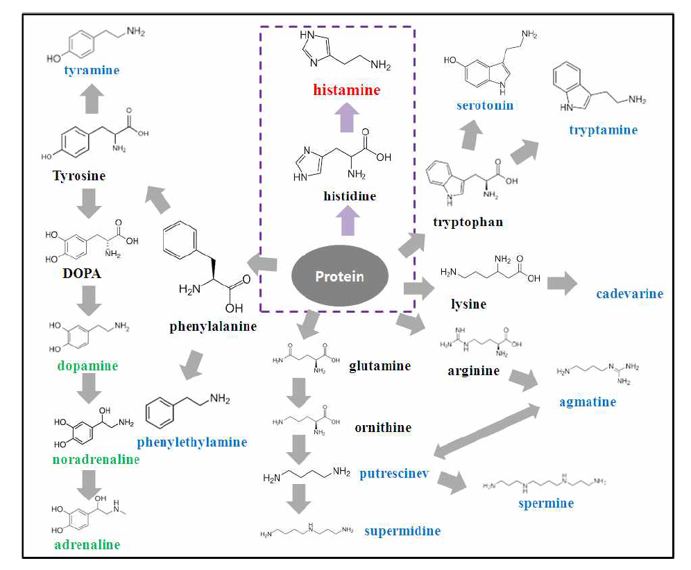바이오제닉 아민과 히스타민 생성의 생합성 경로