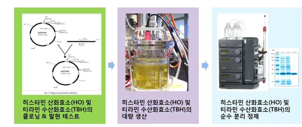 히스타민 산화효소와 티라민 수산화효소의 대량 생산 시스템 구축 방법