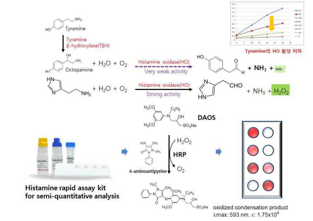 히스타민 산화효소와 티라민 수산화효소의 연쇄반응(cascade)을 이용한 히스타민 정성 분석용 histamine rapid assay kit의 개발과 검출 원리