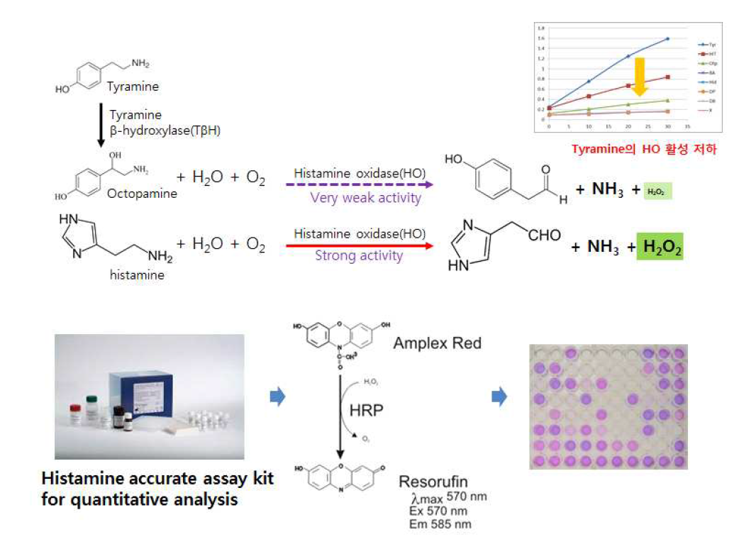 히스타민 산화효소와 티라민 수산화효소의 연쇄반응(cascade)을 이용한 히스타민 정량 분석용 histamine accurate assay kit의 개발과 검출 원리