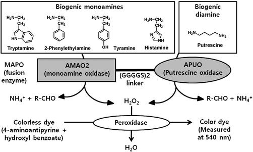 푸트레신(Putrescine)산화효소 (PUO)와 MAO를 융합하여 통합적으로 바이오제닉 아민 검출 방법을 연구