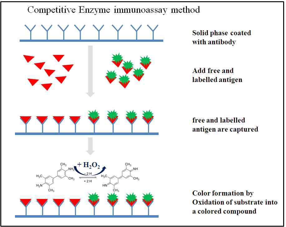히스타민 특이 항체를 이용한 경쟁적인 효소면역반응분 석법(ELISA)의 원리