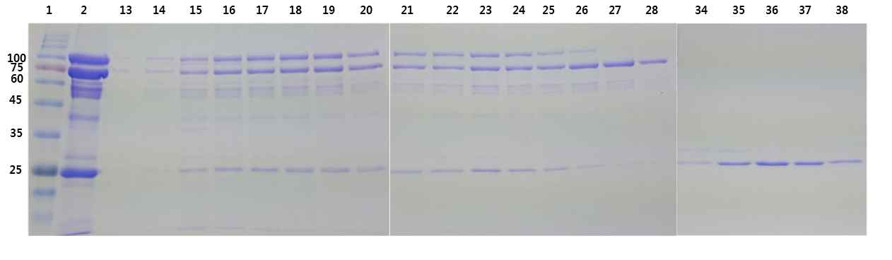 Superdex 200 column을 이용한 pGEX HO purification의 SDS-PAGE (12%Tris-Glycine)