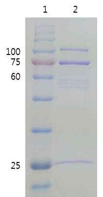Superdex 200column 분획(13-26)을 농축한 HO의 SDS PAGE 결과