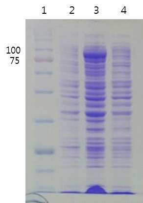 pGEX TbH의 induction과soluble test SDS-PAGE (12% Tris-Glycine)