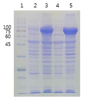 pTf16/BL21(DE3) competent cell을이용한 pGEX TBH의 SDS-PAGE 결과 (12% Tris-Glycine)