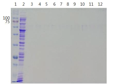 GST column을 이용한 pGEX TβH 분리 정제한 SDS-PAGE(12% Tris-Glycine)