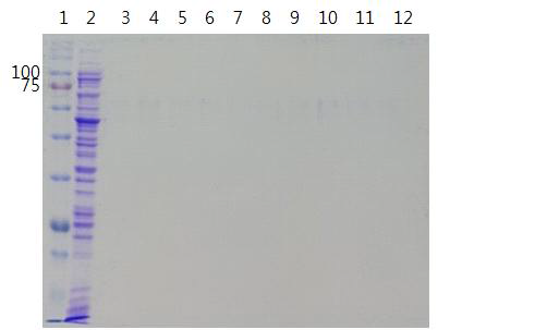 His tag를 이용한 pGEX TβH purification의 SDS-PAGE (12%Tris-Glycine) marker 2. loading 전 sample 3-12. elution buffer 100 %로 용 출한 sample