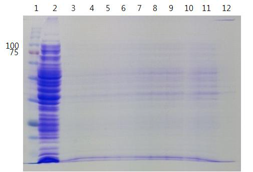 GST tag를 이용한 pET41b TβH purification의 SDS-PAGE (12%Tris-Glycine)