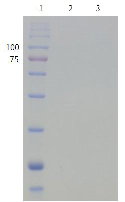 elution buffer 100 %로 용출한 sample40 ml을 농축한 것의 SDS-PAGE (12% Tris-Glycine)