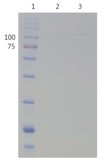 Superdex 200 column을 이용한 pGEX TβH purification의 SDS-PAGE (12% Tris-Glycine) 1. marker 2. 11-28까지 amicon 50K로 농축한 TβH