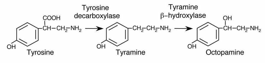 바이오제닉 아민 중에서 tyramine의 생합성과 변형 경로와 관련 효소