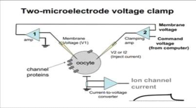 본 연구 중에서 전기 생리실험방법인 two microclectrode voltage clamp 모식도