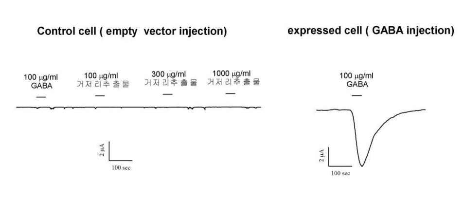유전자가 없는 빈 vector를 주입한 대조군 세포와 GABA의 cRNA를 주입한 실험군 세포의 유전자 발현 여부 확인 실험