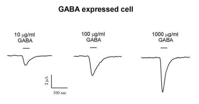 GABA의 cRNA를 주입한 세포에 가바 단일 성분의 농도 구배 실험