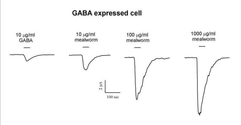 GABA의 cRNA를 주입한 세포에 거저리 추출물의 농도 구배 실험