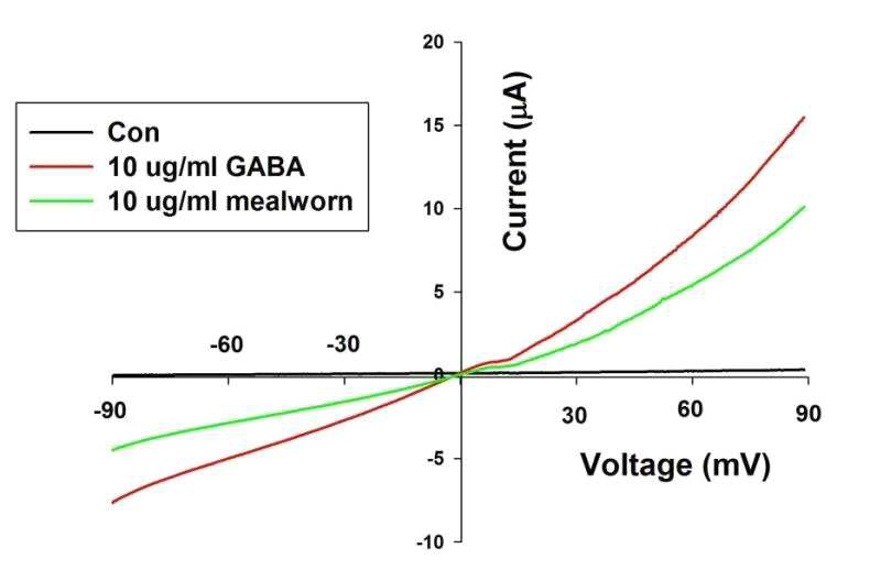 GABA 단일 성분 및 거저리 추출물에 의한 가바 활성의 전압 의존성 효과 및 reverse potential voltage의 변화 여부 실험