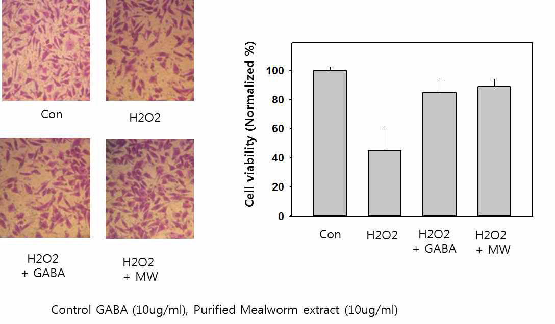 SH-SY5Y 신경아세포에 BrdU assay