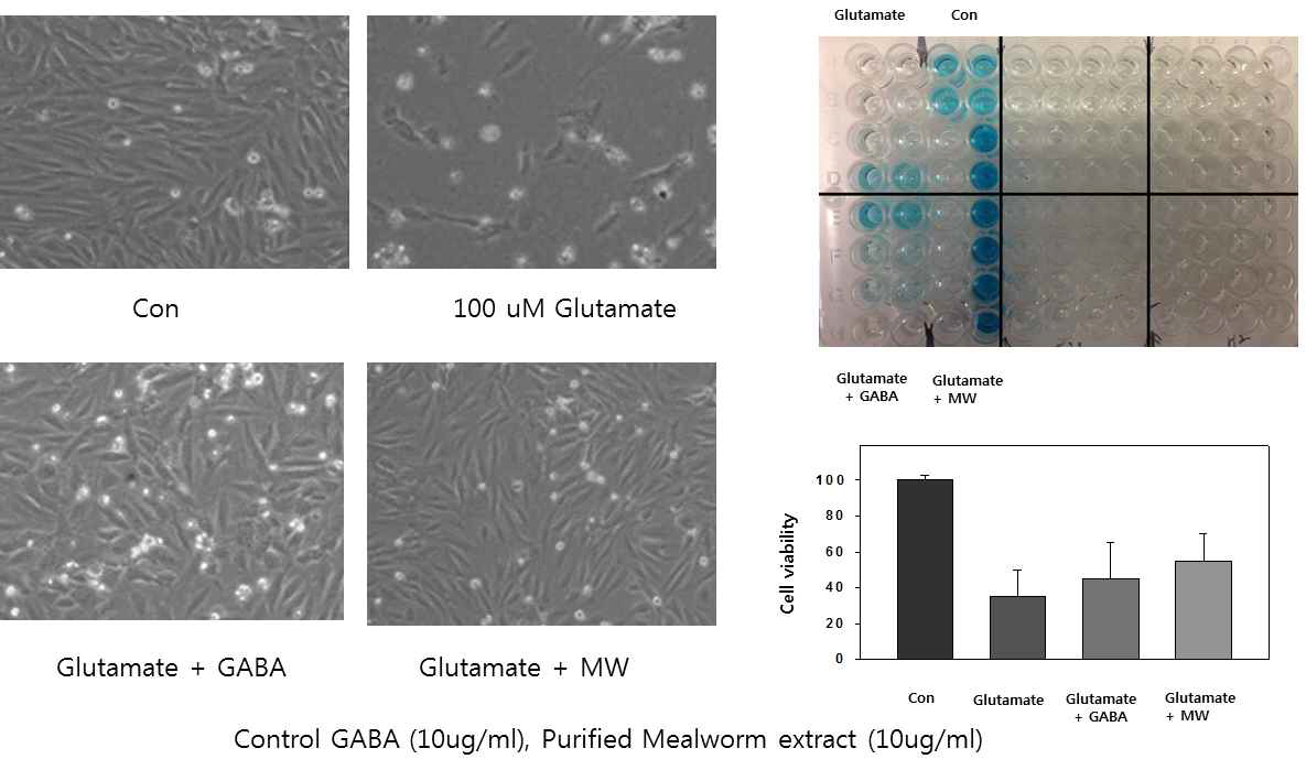 글루타메이트에 의한 세포 독성 보호작용 MTT assay