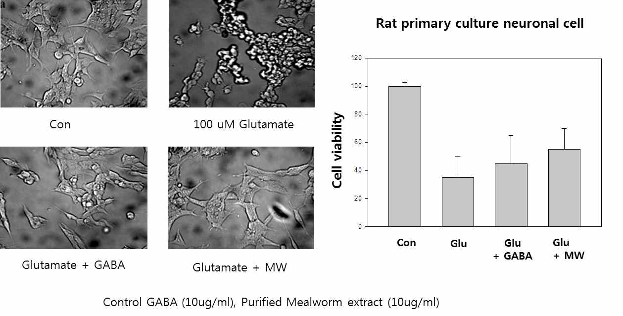 Primary culture 신경세포의 신경 독소에 의한 가바 유도 곤충의 보호 작용