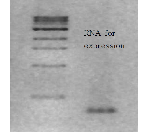 가바 수용체 유전자의 미생물을 통한 증폭 및 유전자의 linearized method 결과 control DNA와 linearized DNA 아가로스 젤 사진