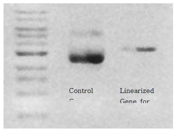 가바유전자를 in vitro transcription 방법을 통해서 cRNA합성 젤 사진