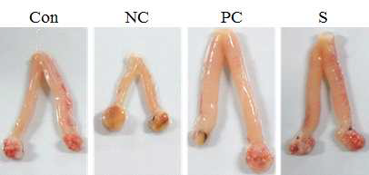 Effect of ovariectomy and the ascorbic acid/α-tocopherol or the sample treatments on uterus tissues.