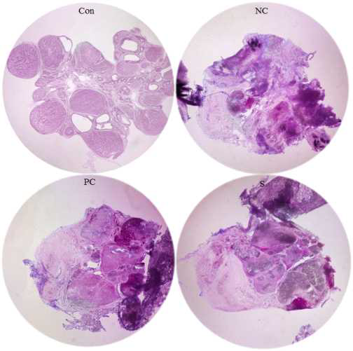 Effect of ovariectomy and the ascorbic acid/α-tocopherol or the sample treatments on ovary tissues.