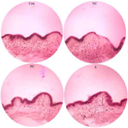 Effect of ovariectomy and the ascorbic acid/α-tocopherol or the sample treatments on vagina tissues.