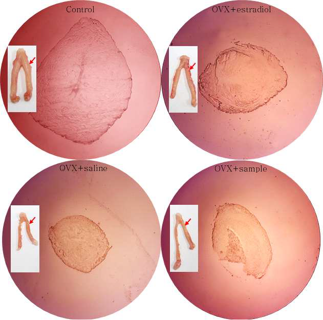 Effect of saline, estradiol E2, and the sample treatments on uterus tissues.