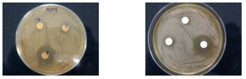 GH-1 균주의 E. coli O157:H7에 대한 항균활성