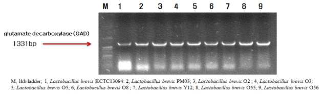 GABA생성균주의 glutamate decarboxylase(GAD) gene 확인