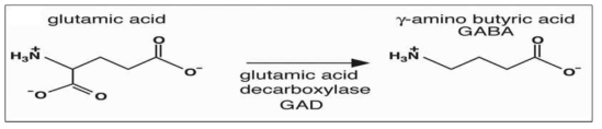 Glutamic acid을 이용하여 생성되는 γ-aminobutyric acid