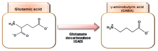 γ-aminobutyric acid(GABA)의 생성 기작