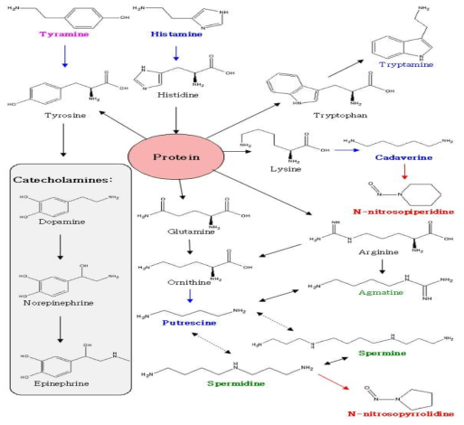 Biogenic amine의 생합성 경로