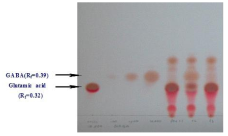 TLC를 이용한 분리주의 GABA 정성 분석