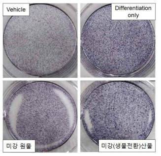 조골세포 분화 시 미강 원물 및 미강(생물전환)산물의 분화 촉진 효과(ALP 염색)