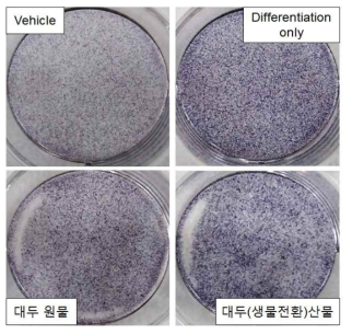 조골세포 분화 시 대두 원물 및대두(생물전환)산물의 분화 촉진 효과(ALP 염색)