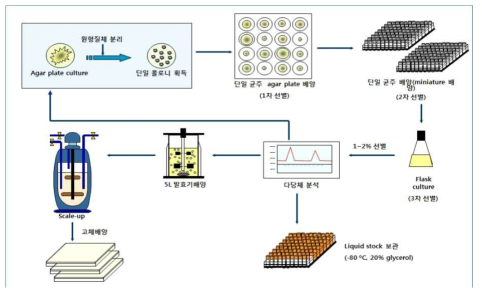 버섯균사로부터 단일콜로니 획득을 통한 균주개발 및 Scale-up system 체계