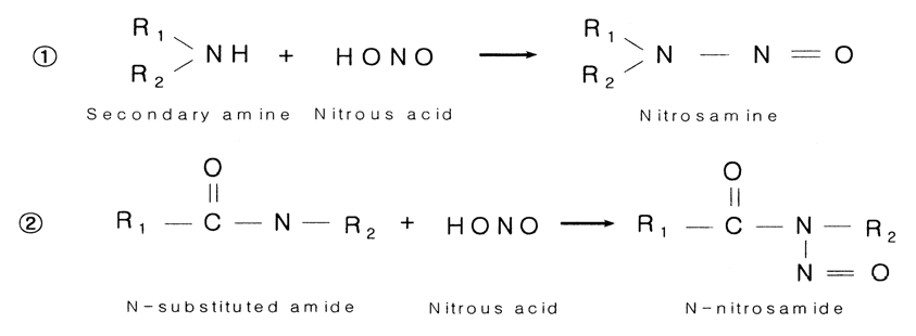 나이트로사민의 형성 과정