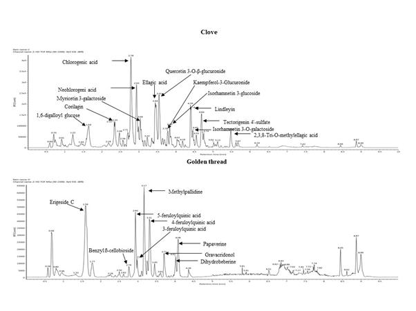 클로브(Clove) 및 황련(Golden thread) 추출물의 UPLC-Q-TOF/MS를 이용하여 대사 체 분석 결과