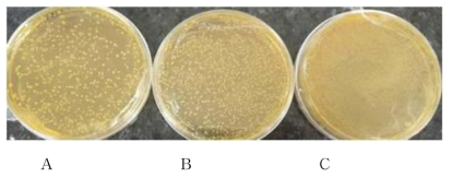Lactobacillus sakei Probio 65 농축액의 마이크로웨이브 처리 후 생균수 확인