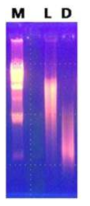 Lactobacillus sakei Probio 65 생균 및 사균에서 추출한 게놈 DNA의 전기영동사진