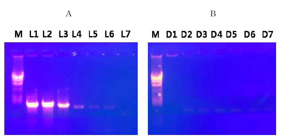 생균(A) 및 마이크로웨이브 처리 사균(B)에서 증폭된 유전자의 agarose gel 전기영동 결과.