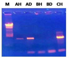 다양한 Taq polymerase 사용에 의한 Lactobacillus sakei Probio 65 사균의 16S rRNA 유전자 증폭
