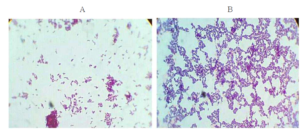Lactobacillus sakei Probio 65세포의 마이크로웨이브처리에 의한 형태