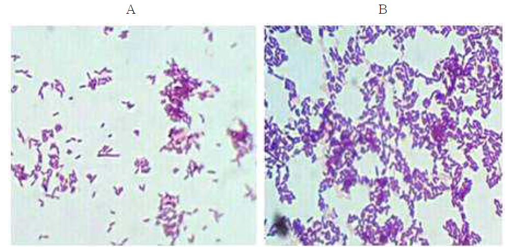 Lactobacillus sakei Probio 65 동결건조 사균의 현미경 사진